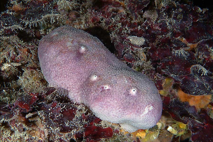 Ircinia variabilis